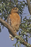 red-shouldered hawk 02.jpg