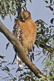 Red-shouldered Hawk