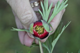 Peonies Wild Flower