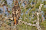 Red-tailed Hawk
