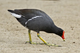 Common Moorhen