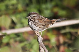 Song Sparrow