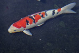 Koi