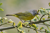 Nashville Warbler