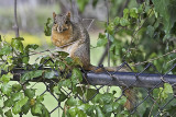 Tree Squirrel