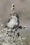 Sage Thrasher