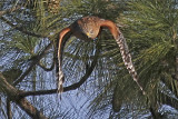 Red-shouldered Hawk