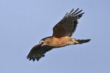 Red-shouldered Hawk