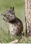 Ground Squirrel