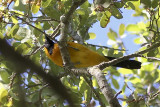 Hooded Oriole