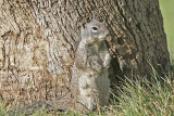 Ground Squirrel