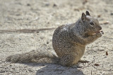 Ground Squirrel