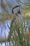 Mountain Chickadee