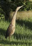 American Bittern