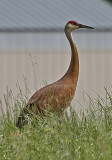 Sandhill Crane