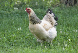 Brahma Hen