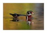 Canard branchu \ Wood Duck