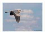 Grand Hron / Great blue Heron