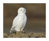 Harfang des neiges / Snowy Owl