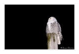 Harfang des neiges / Snowy owl