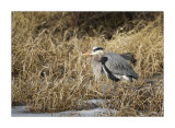 Grand Hron / Great blue Heron