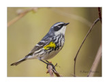 Paruline  croupion jaune / Yellow-Rumped Wabbler