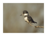 Martin pcheur / Belted Kingfisher