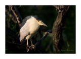 Bihoreau / Black-Crowned Night-Heron