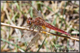 Crocothemis erythraea - female