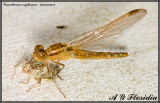 Crocothemis erythraea - immature