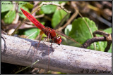Crocothemis erythraea - male