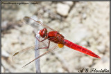 Crocothemis erythraea - male