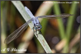 Orthetrum coerulescens anceps - male