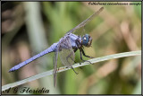 Orthetrum coerulescens anceps - male