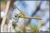 Sympetrum fonscolombii - female