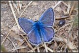 Polyommatus icarus - male