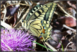 Papilio machaon