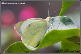 Pieris brassicae - male