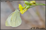 Pieris rapae - female