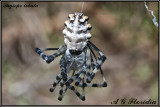 Argiope lobata