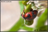 Rodolia cardinalis