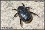 Beetles (Coleoptera) of Malta