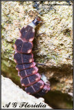 Lampyris nuctiluca - female