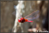 Crocothemis erythraea - male