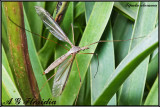 Tipula oleracea - female