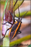 Capsodes lineolatus (Syn. Horistus orientalis) - nymph