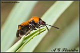 Deraeocoris punctum