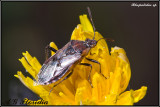 Rhopalidae sp.