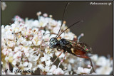 Ichneumon sp.