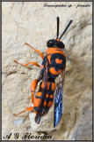 Leucospis miniata  -  female